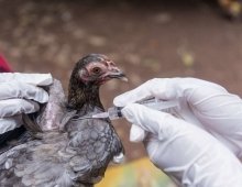 Retour de la grippe aviaire