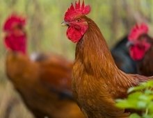 influenza aviaire - fin des restriction