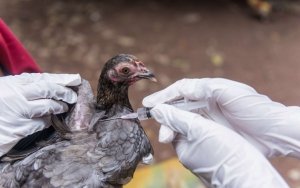 Baisse du risque Grippe aviaire