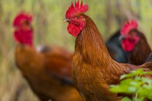 influenza aviaire - fin des restriction